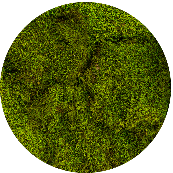 ball moss mediu green