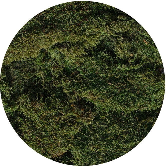 flat moss dark green