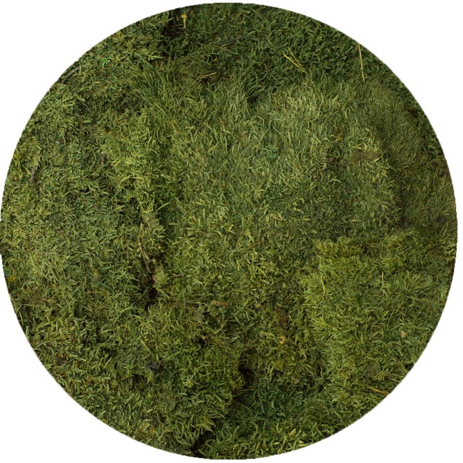 flat moss medium