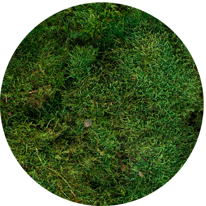 flat moss spring green